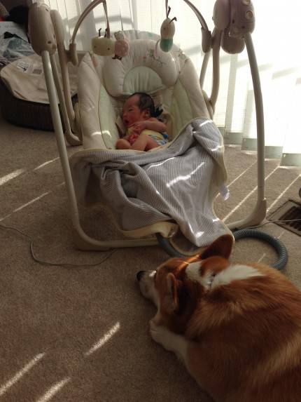 wilbur cane che fa la guardia alla neonata