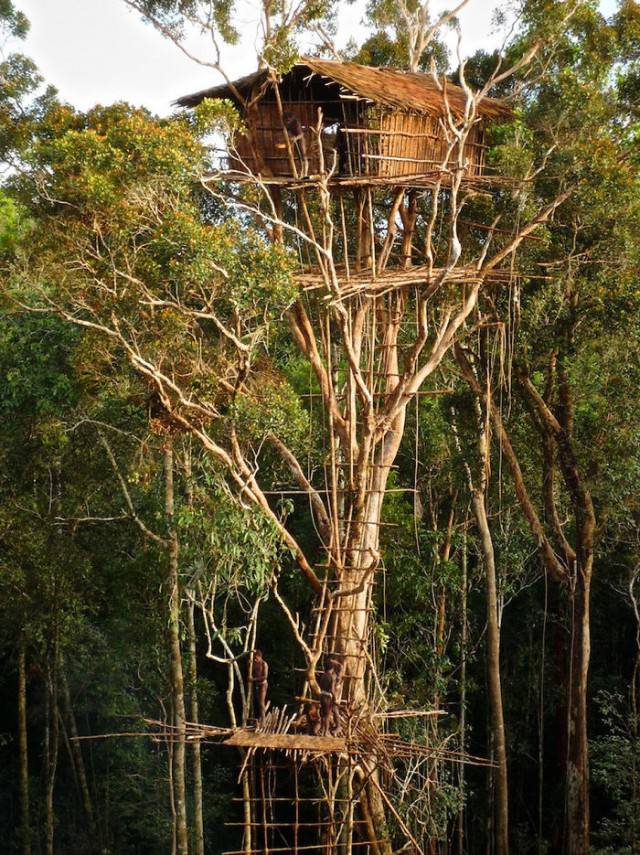 casa sull albero provincia papua