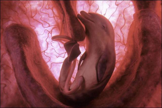 feto delfino