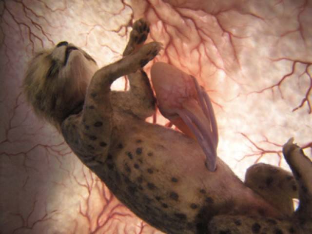 embrione leopardo