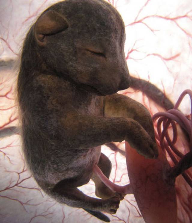 chihuahua embrione