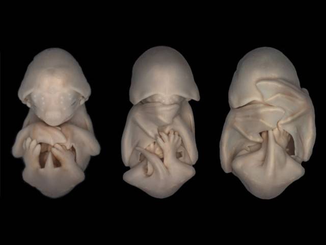 embrioni pipistrelli