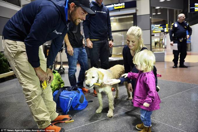 cane randagio in aereoporto