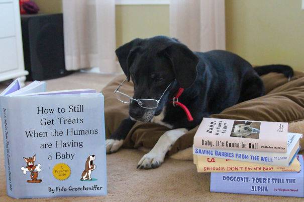 cane e libri