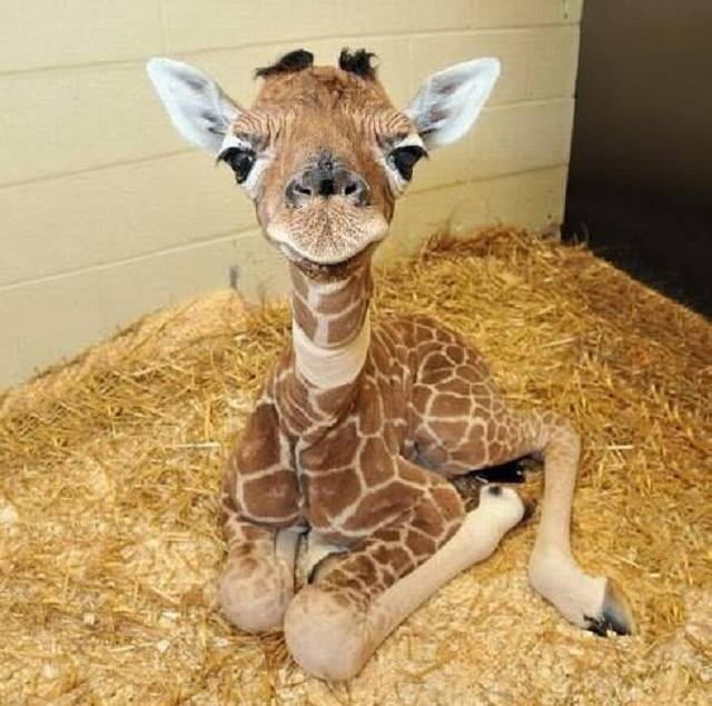 giraffa