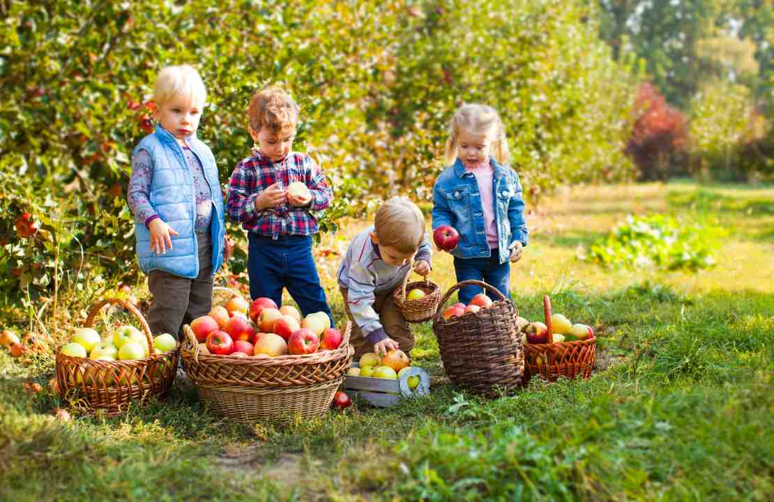 Осень сбор урожая детям
