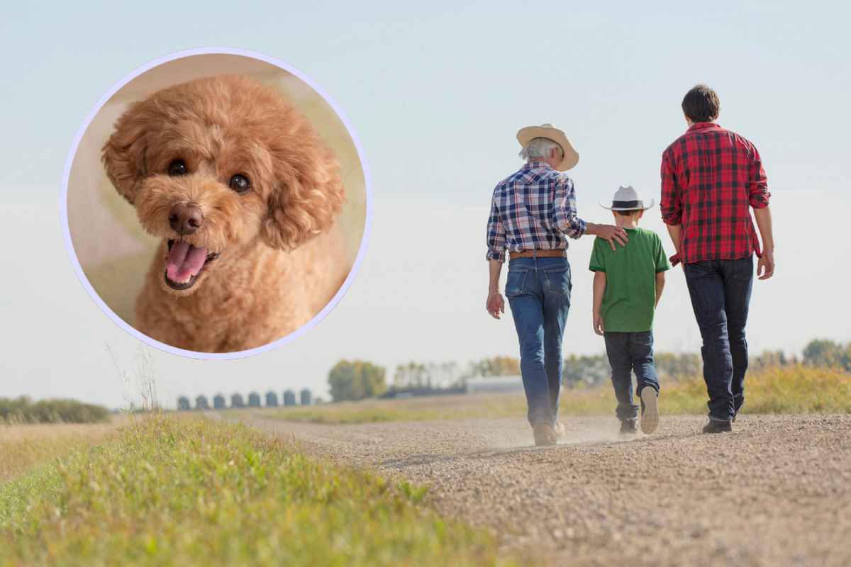 Cani adatti ai bambini