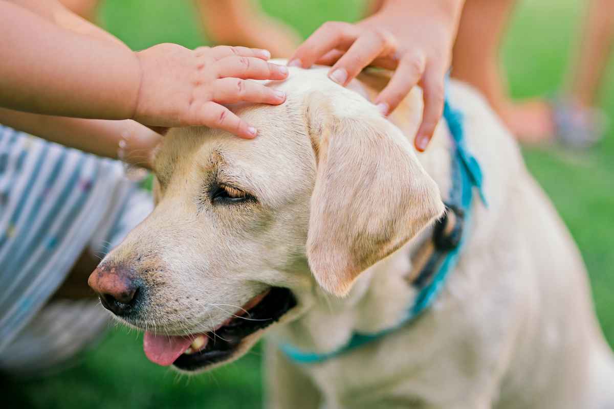 Questi cani adorano stare con i bambini